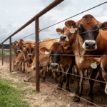 US farmer pushes for one major change as imported beef debate heats up